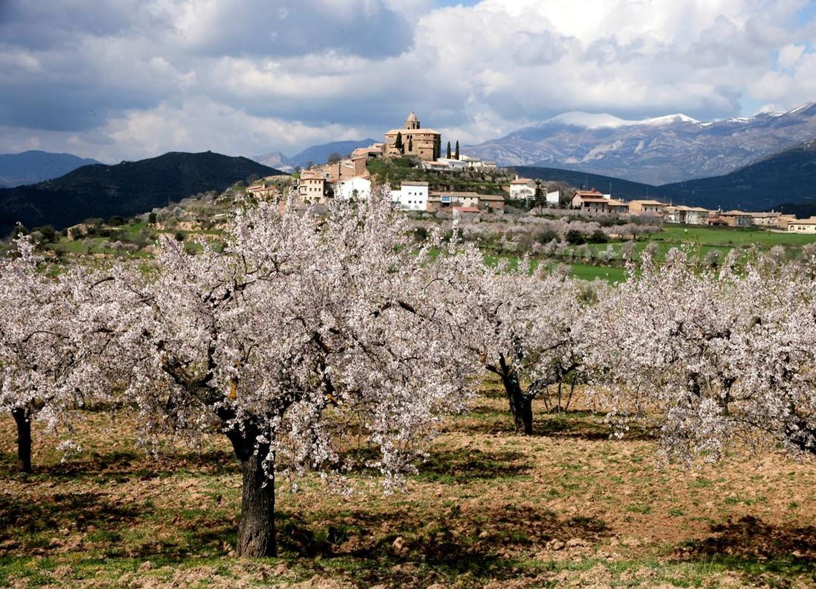 Floraison des amandiers