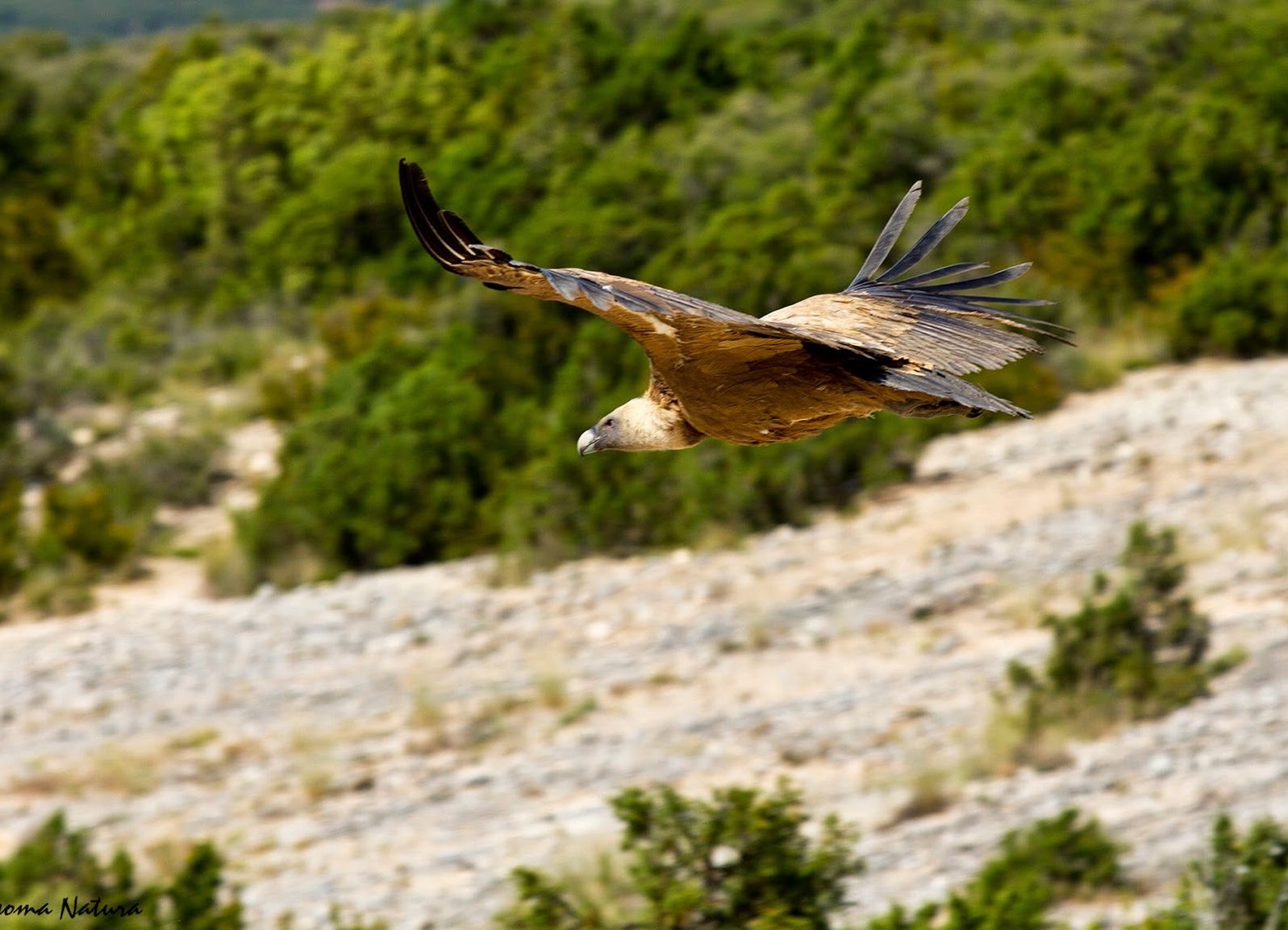 Le vautour fauve