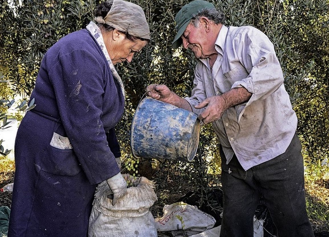 Ramassage de l'olive
