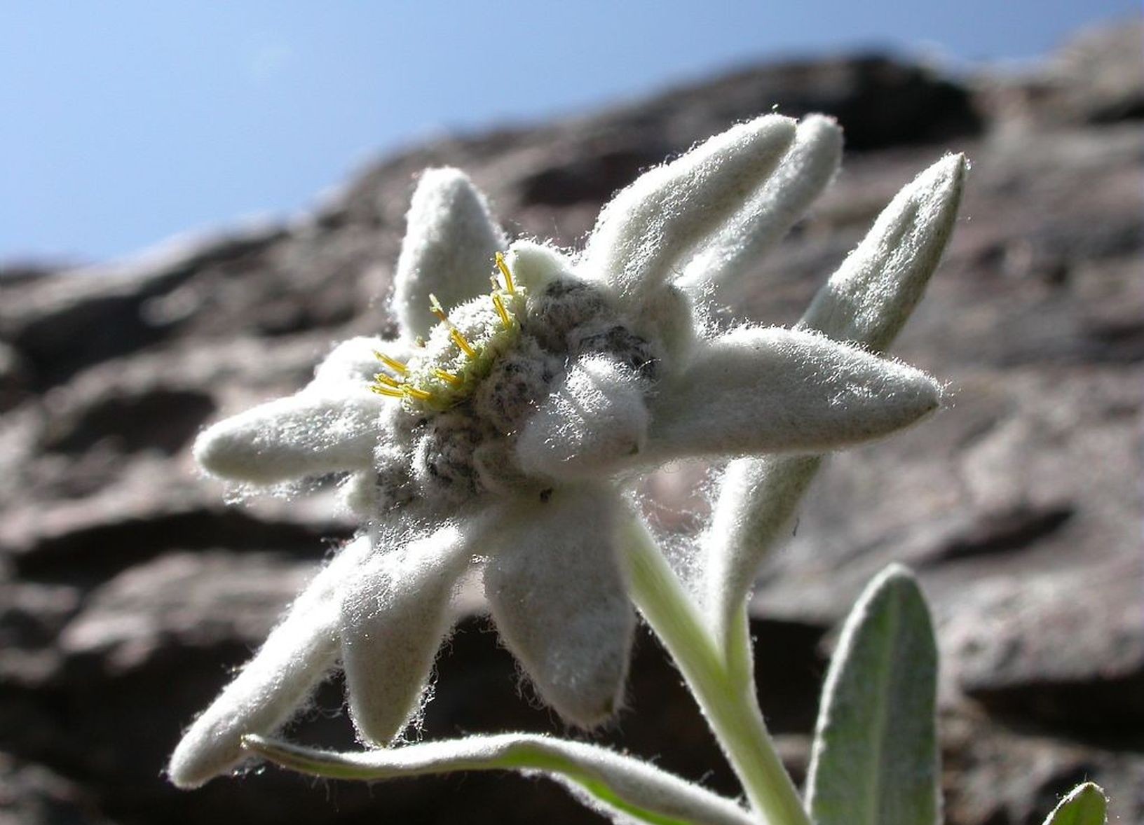 Edelweiss en Pyrénées