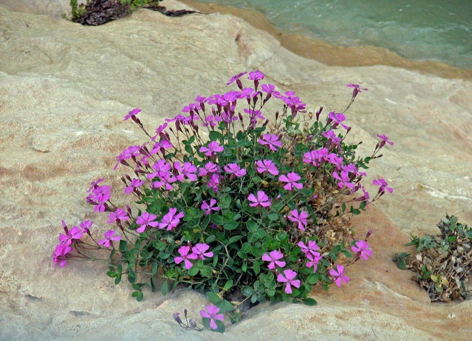 Petrecoptis Guarensis endémique en Sierra de Guara