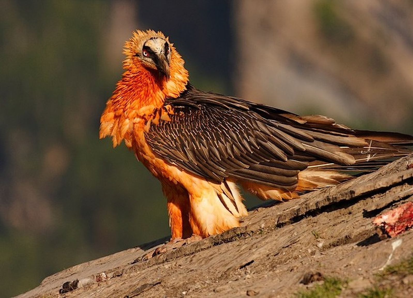 Le majestueux Gypaète Barbu