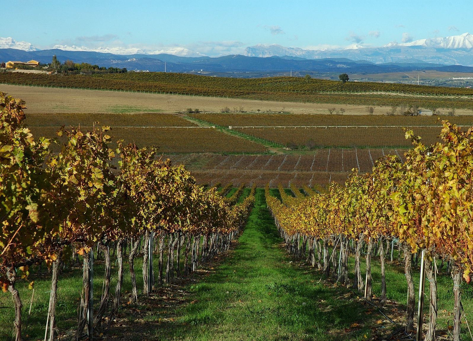 Les vignobles du Somontano sous les Pyrénées8
