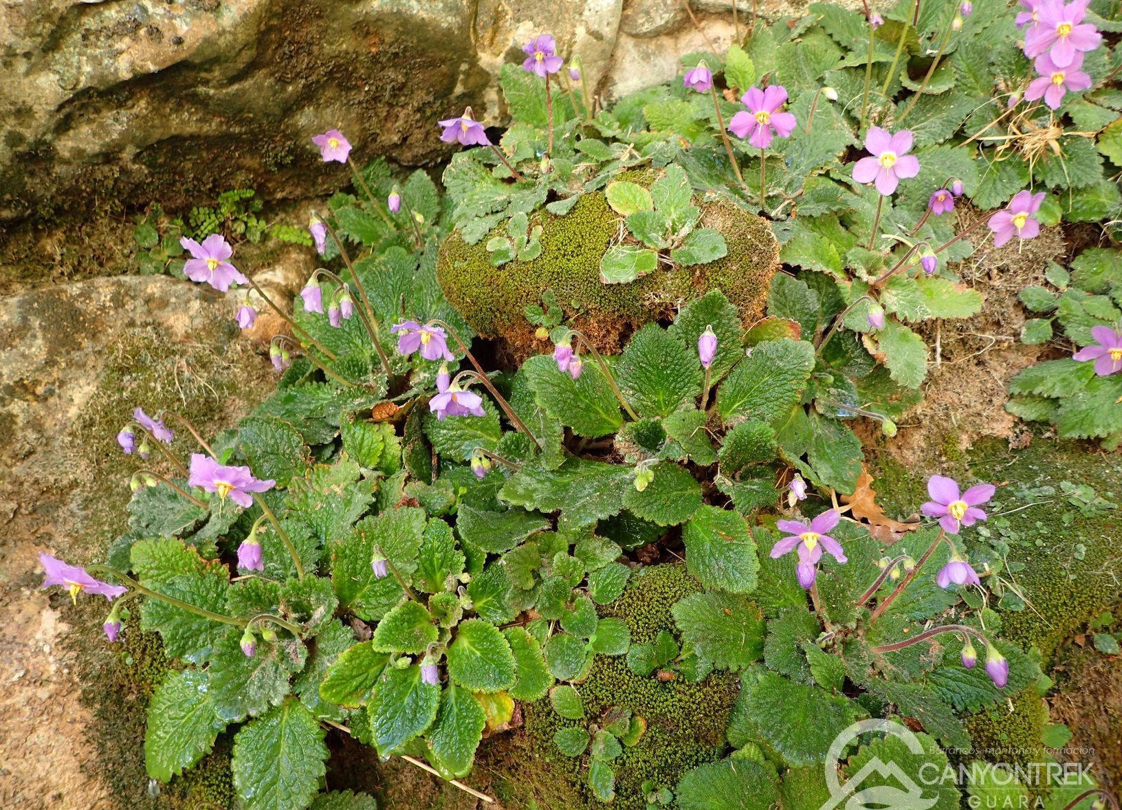 Ramonda Myconi à Guara