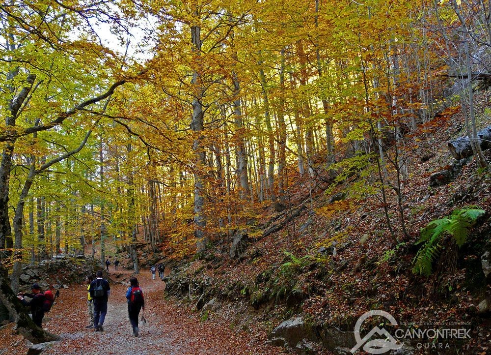 La foret des hêtres à Ordesa