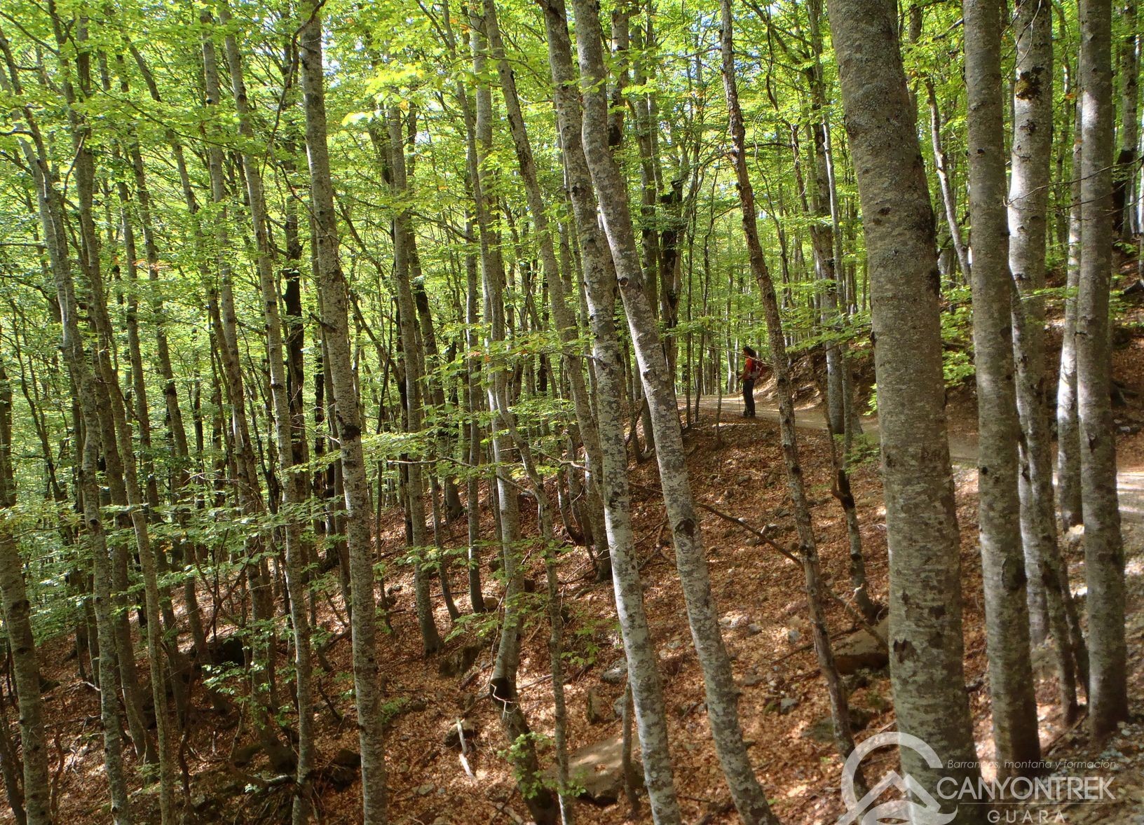 La randonnée dans les grands bois
